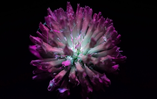 fotografia a fluorescenza visibile indotta da luce ultravioletta