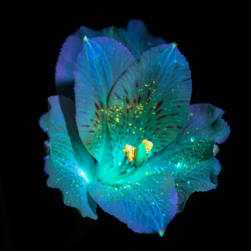 Alstroemeria uvivf, from series "Between Art and Science" shortlisted at Sony Word Photography Awards, 2022