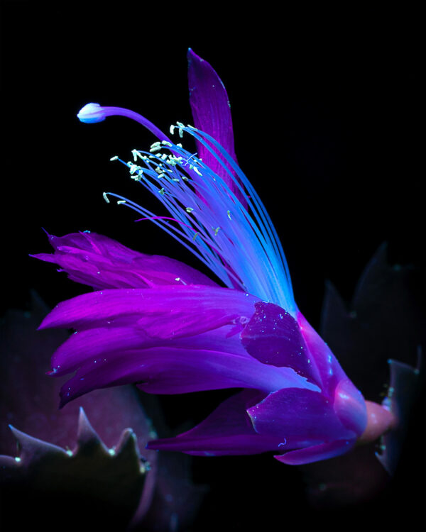 Schlumbergera truncata ultraviolet